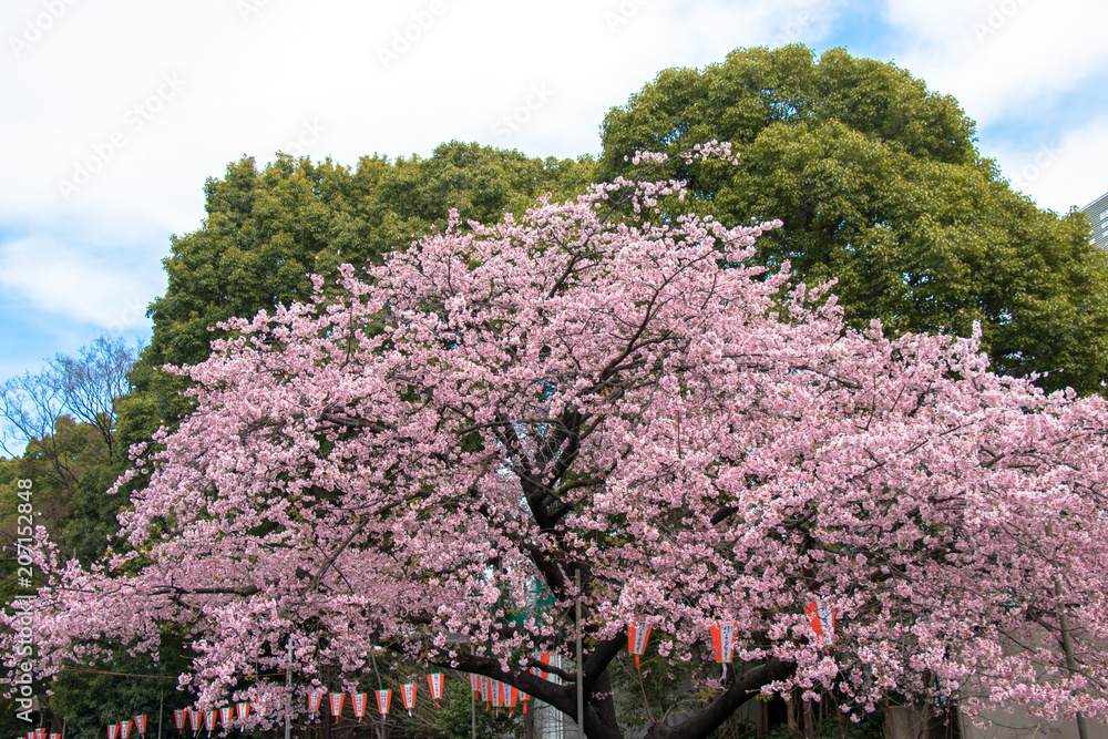 Cherry blossoms at Ueno Park