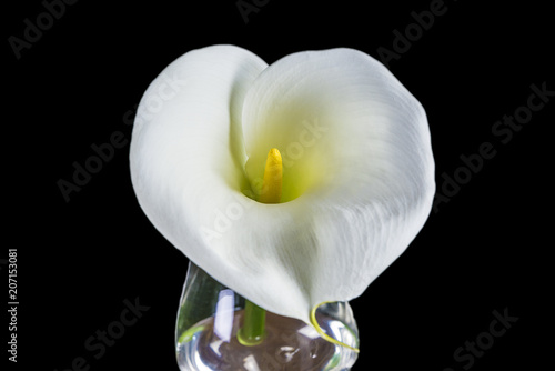 White calla lily isolated on black background
