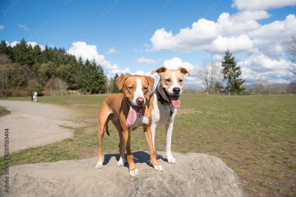 Two Young Dogs of Mixed Breed Enjoying sunny day in Park Two Young Dogs of Mixed Breed Enjoying sunny day in Park