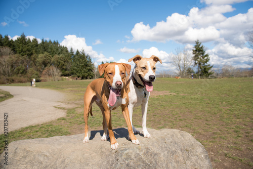Two Young Dogs of Mixed Breed Enjoying sunny day in Park