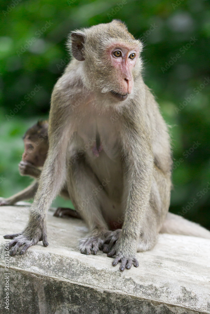 Monkey at Khao Luang Cave Phetchaburi Province, Thailand. Monkey at Khao Luang Cave Phetchaburi Province, Thailand.