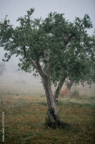 Olive tree in field and white fog