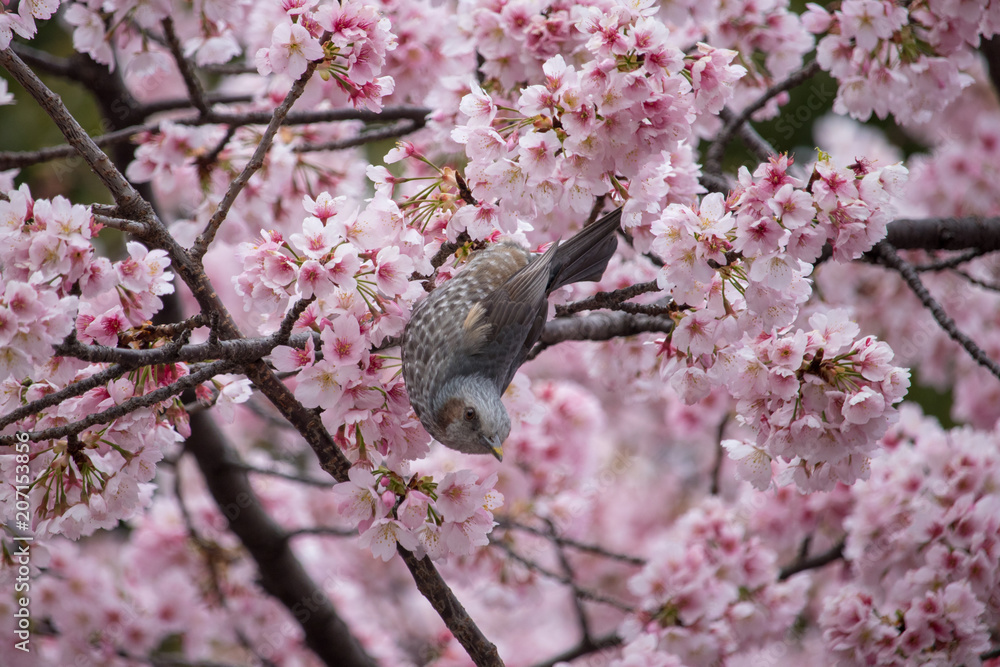 Cherry blossoms and Brown-eared Bulbul of Ueno Park Cherry blossoms and Brown-eared Bulbul of Ueno Park