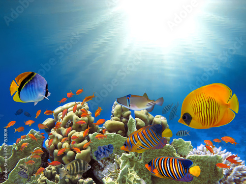 Photography ropical fishes and corals reef in ocean