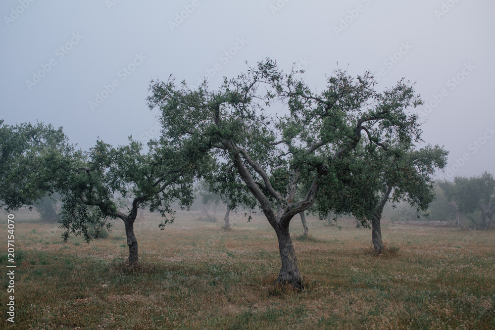 Old Swing on Olive tree in field and white fog Old Swing on Olive tree in field and white fog