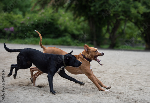 Fotografía Dogs Playing Happily in Off-Leash Park on Lake