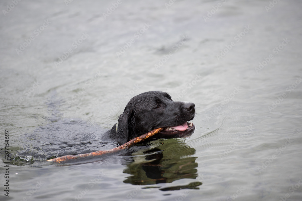 Black Dog Playing Happily in Water on Lake Black Dog Playing Happily in Water on Lake
