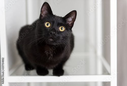 Fototapeta Naklejka Na Ścianę i Meble -  Black Cat Sitting on Glass Shelf Looking at Camera