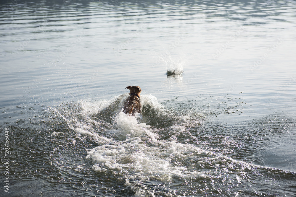 Dogs Playing Happily in Off-Leash Park on Lake Dogs Playing Happily in Off-Leash Park on Lake