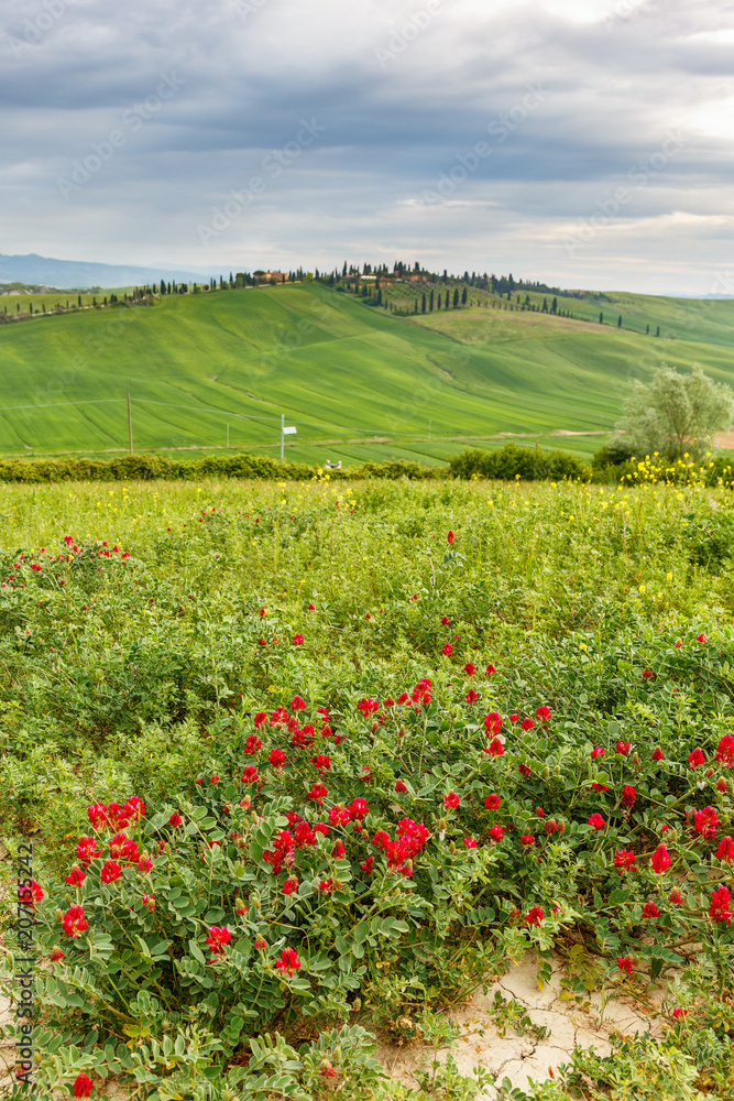 Meadow with red flowers and a landscape with rolling fields