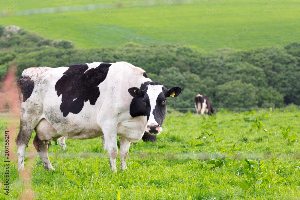 Perfect farm cows on a green meadow field Perfect farm cows on a green meadow field