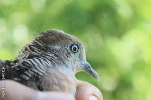 Young Bird on hand