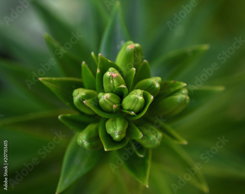 green leaves and unbroken buds of a lily © nndanko
