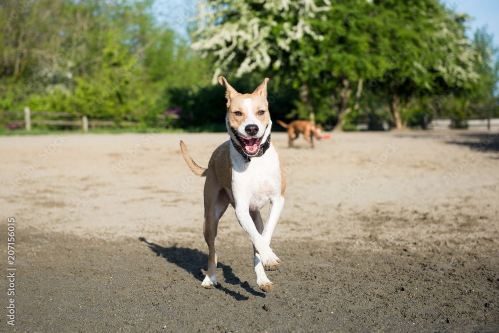 Dogs Running and Playing in Off-Leash Dog Park Dogs Running and Playing in Off-Leash Dog Park
