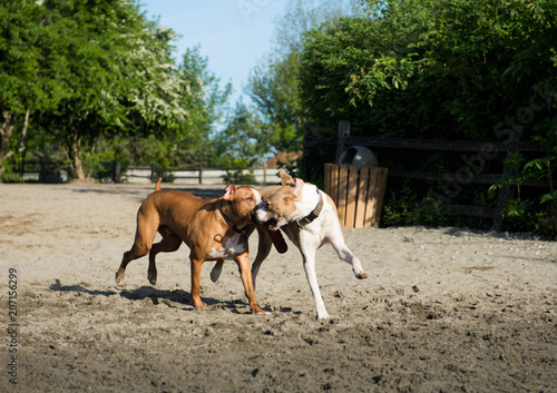 Dogs Running and Playing in Off-Leash Dog Park © Anna Hoychuk