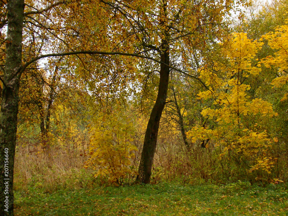 Fototapeta premium Beautiful autumn park view
