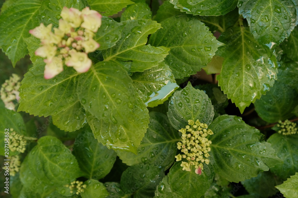 Blätter eine Hortensie im Regen Blätter eine Hortensie im Regen