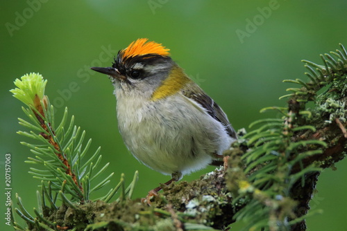 wistful goldcrest perched on his branch