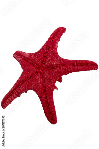 Sea star isolated on white background.