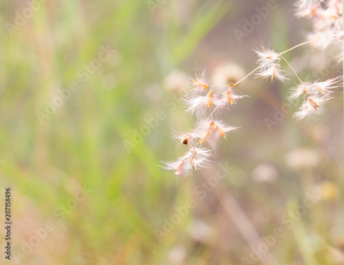 Blurred grass in sunset. Closeup soft focus, Mission grass along the marsh at sunset