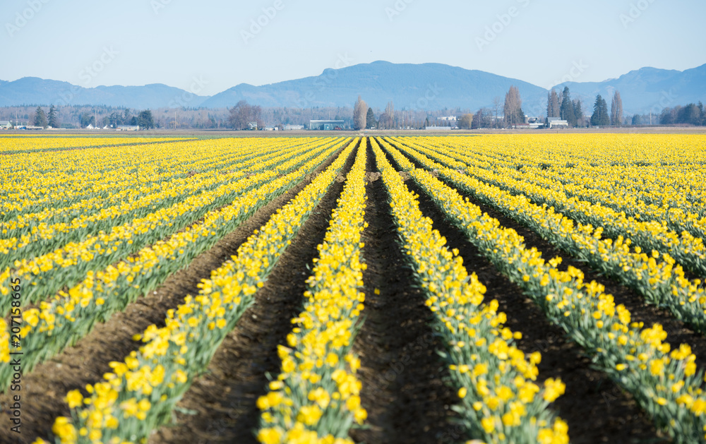 Large Fields of Yellow Daffodil Flowers on Bloom Late Spring