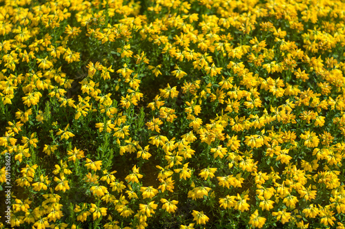 Spanish Yellow Flowers