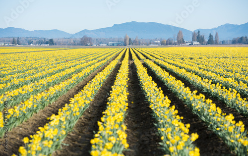 Large Fields of Yellow Daffodil Flowers on Bloom Late Spring