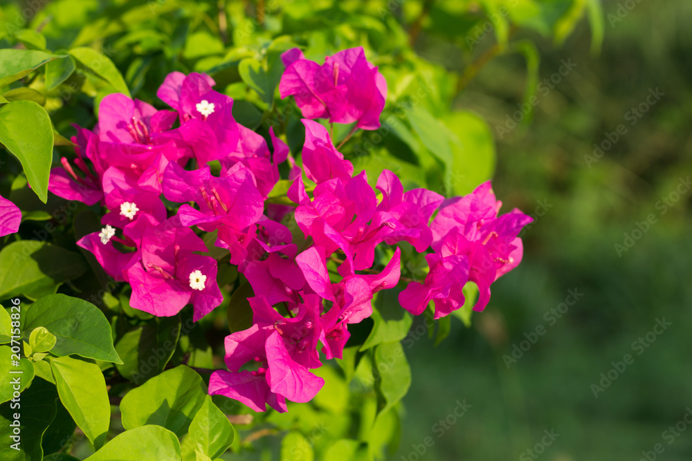 Soft focus of Pink Bougainvillea glabra Choisy flower with leaves Beautiful Paper Flower vintage in the garden, grass background blurry, Asian flowers. Soft focus of Pink Bougainvillea glabra Choisy flower with leaves Beautiful Paper Flower vintage in the garden, grass background blurry, Asian flowers.