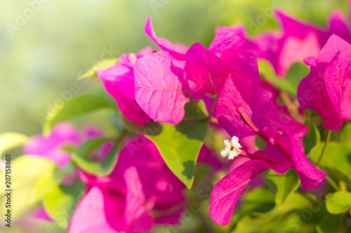 Soft focus of Pink Bougainvillea glabra Choisy flower with leaves Beautiful Paper Flower vintage in the garden  grass background blurry  Asian flowers.
