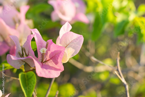 Soft focus of Pink Bougainvillea glabra Choisy flower with leaves Beautiful Paper Flower vintage in the garden  grass background blurry  Asian flowers.