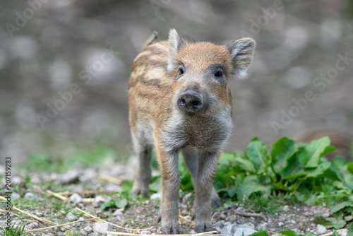 Wild Boar piglet, Austrian Alps, Grunau im Almtal, Gmunden, Austria photo