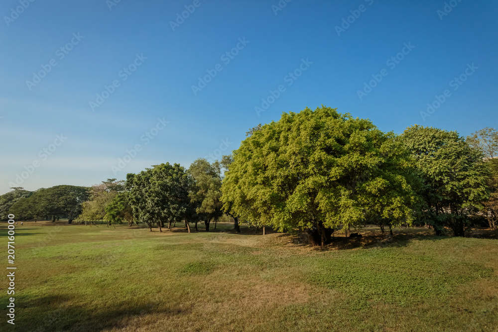 Beautiful park scene in public park with green grass field, Beautiful park scene in public park with green grass field,