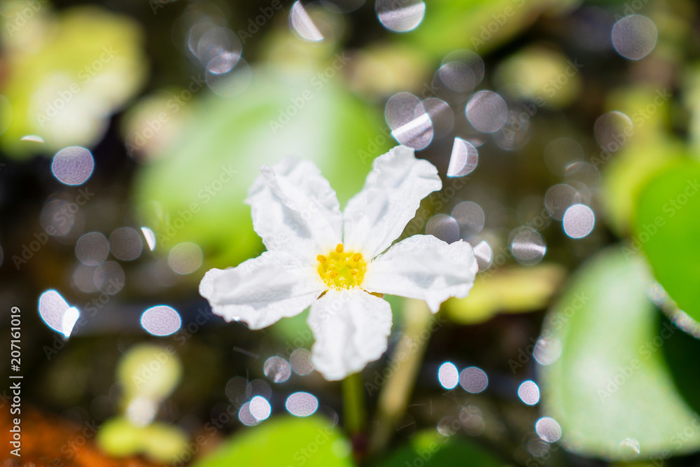 Flower of Water snowflake, banana plant lily and big floatingheart (Nymphoides aquatica) Flower of Water snowflake, banana plant lily and big floatingheart (Nymphoides aquatica)