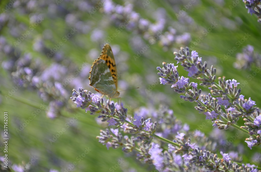Papillon posé sur un brin de lavande en Drôme provençale Papillon posé sur un brin de lavande en Drôme provençale
