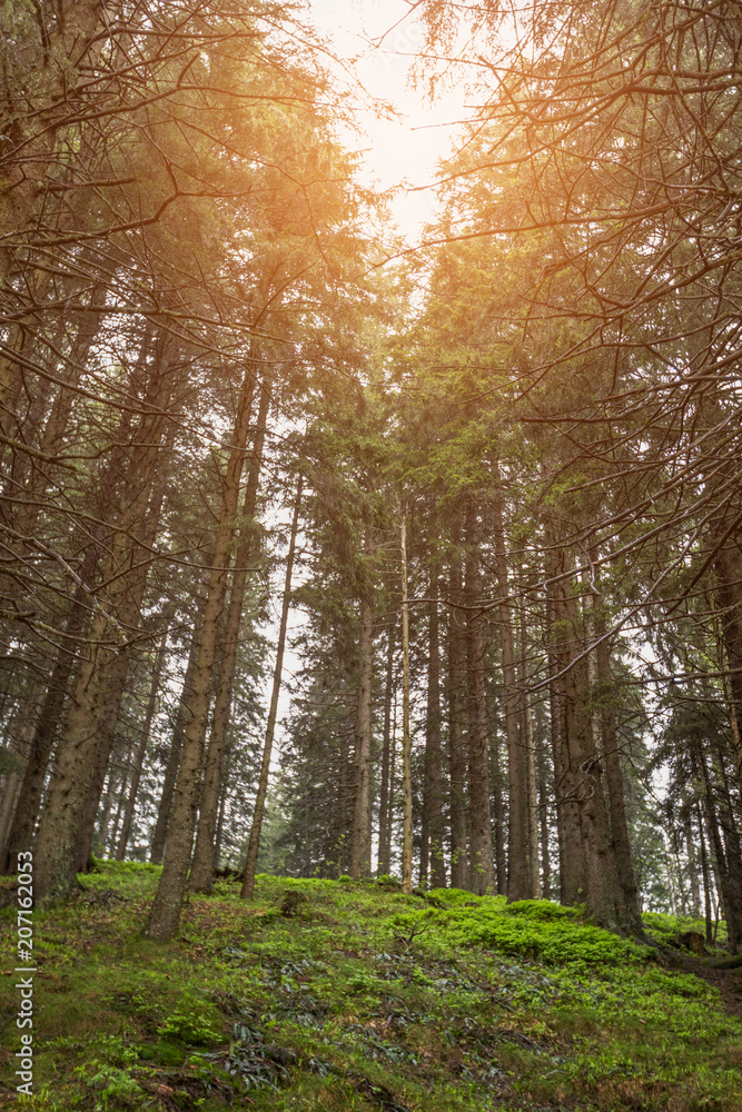 Fototapeta premium View with the pine forest in the mountains