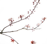 Pink Cherry Blossom Branch on White Background