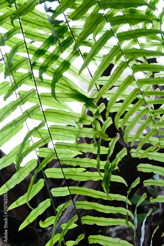 soft focus, green leaf background