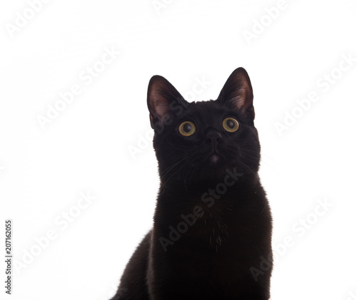 Shorthaired Black Cat on White Background