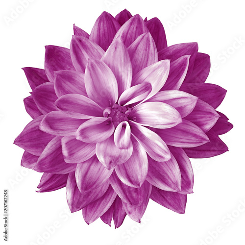 Flower eggplant  dahlia isolated on white background. Close-up. Element of design.