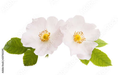 wild rose isolated