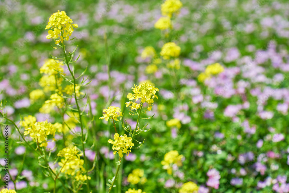 菜の花 菜の花