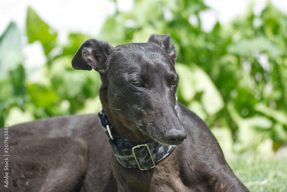 Beautiful black galgo relaxed in the garden in summer