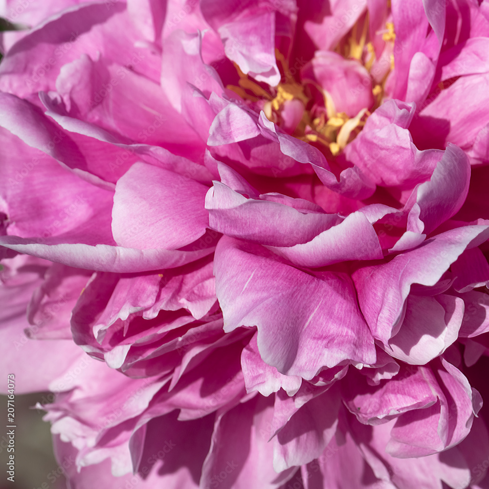 flourished pink peony with green leaves flourished pink peony with green leaves