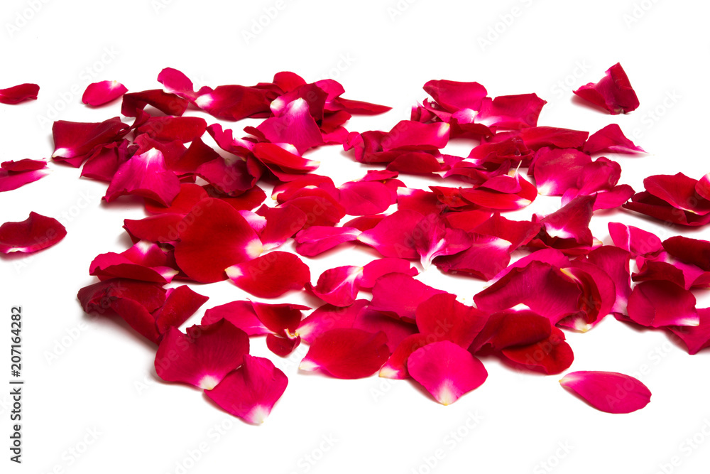red rose petals isolated red rose petals isolated