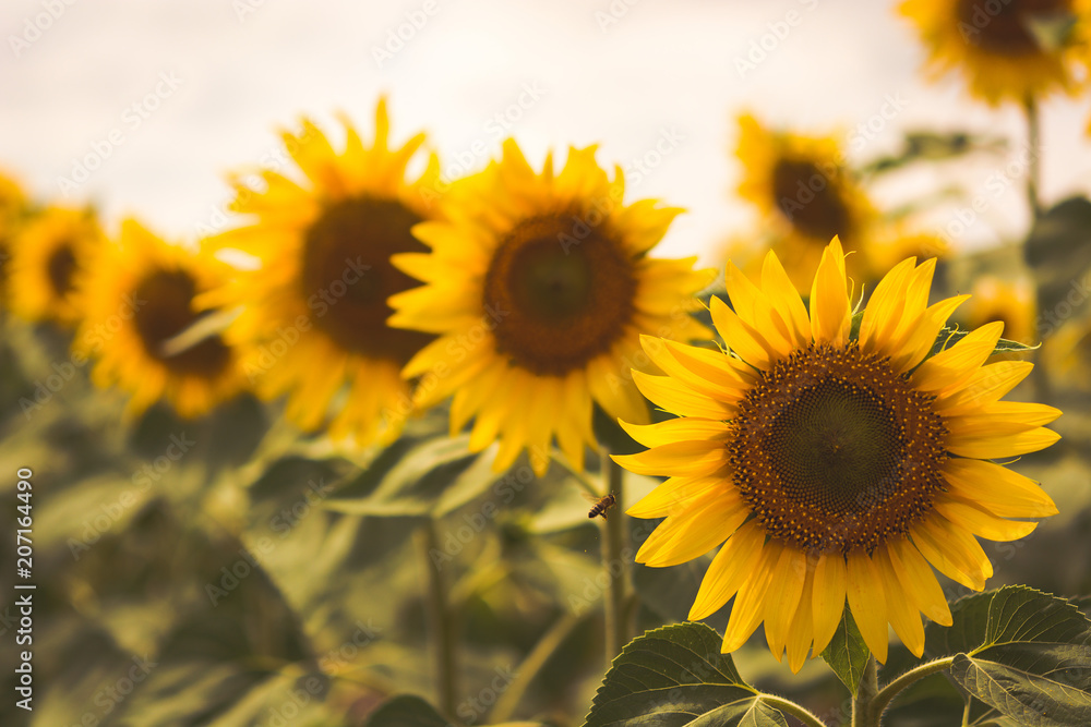 Fototapeta premium Beautiful sunflowers blooming in the field. Vintage toning. Soft light.