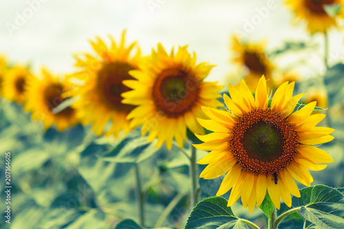 Fototapeta Naklejka Na Ścianę i Meble -  Beautiful sunflowers blooming in the field. yellow-blue toning.