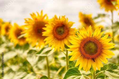 Beautiful sunflowers blooming in the field. © holysource