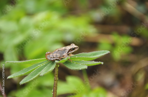 Frog in garden after rain in the evening 