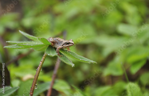 Frog in garden after rain in the evening  © Victor Lazarev