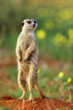The meerkat or suricate (Suricata suricatta) in the blossoming desert. Suricata on patrol.